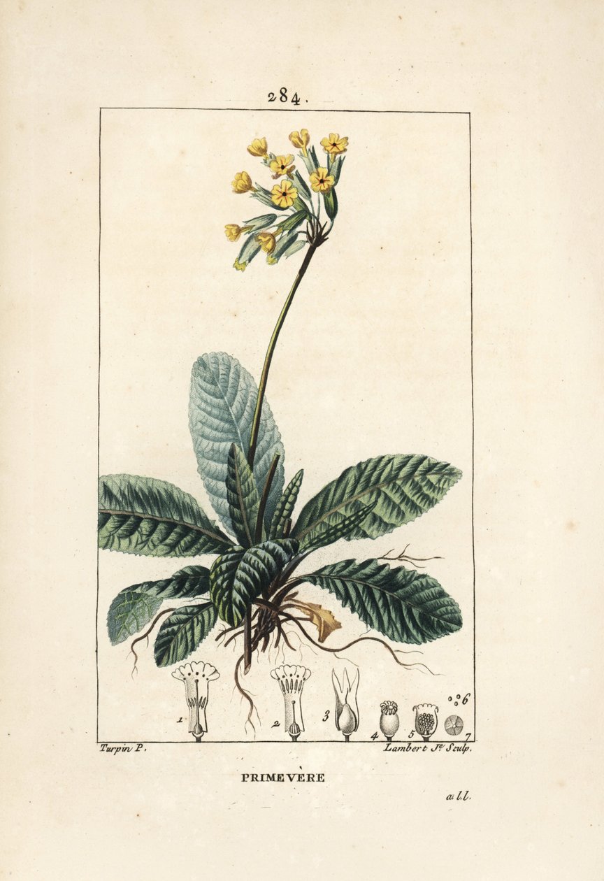 Primevere officinale ou brerelle, kukułka, herb a la paralysis, herb de Saint Paul, primerolle - Cowslip, Primula veris, ukazujący kwiat, liść i korzenie. Ręcznie kolorowany miedzioryt kropkowany autorstwa Lamberta Juniora na podstawie rysunku Pierre