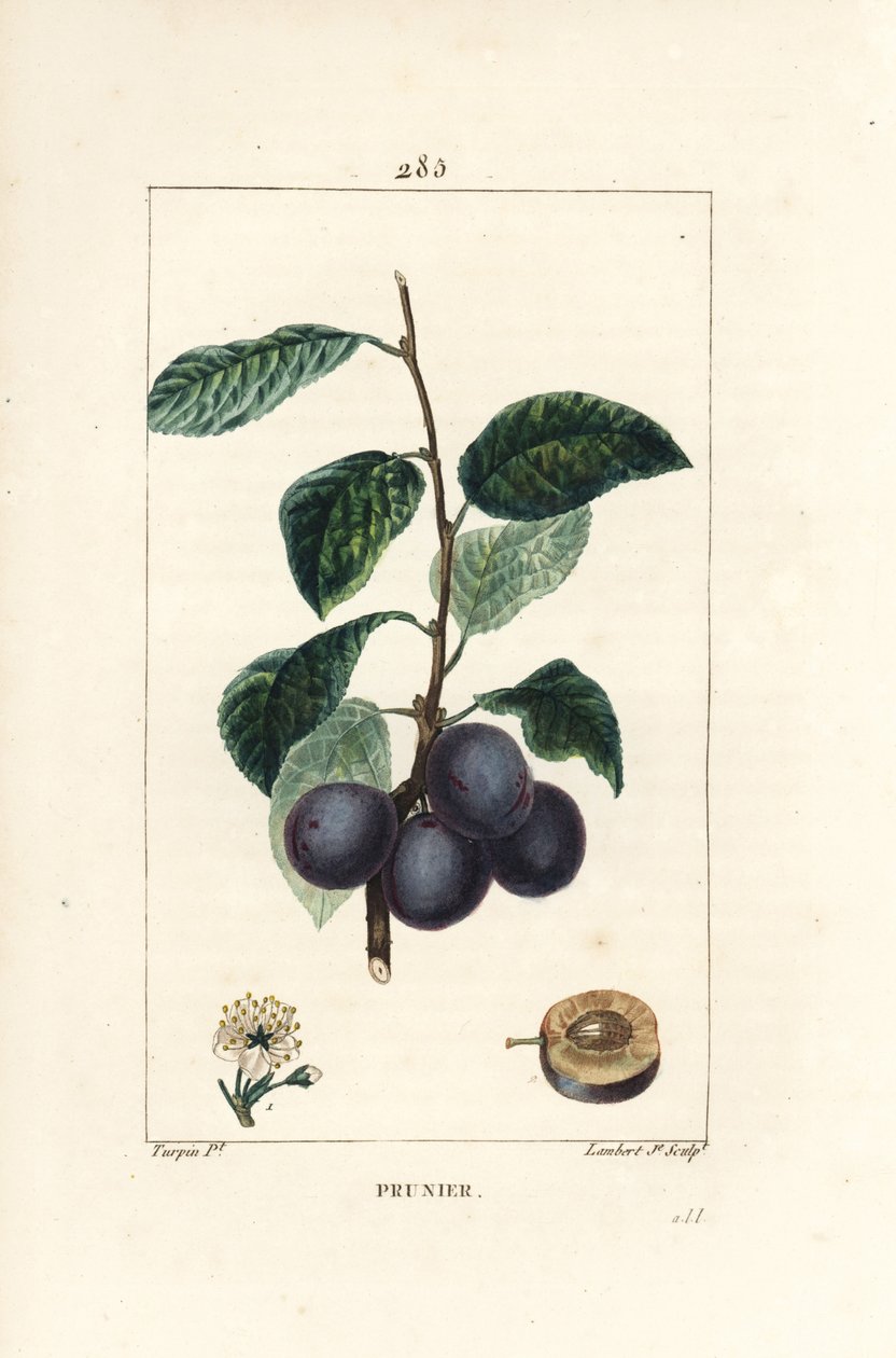 Śliwka - Śliwa, Prunus domestica, z owocami, liśćmi, kwiatami, gałęziami i dojrzałymi owocami w przekroju. Ręcznie kolorowany miedzioryt kropkowany autorstwa Lamberta Juniora na podstawie rysunku Pierre