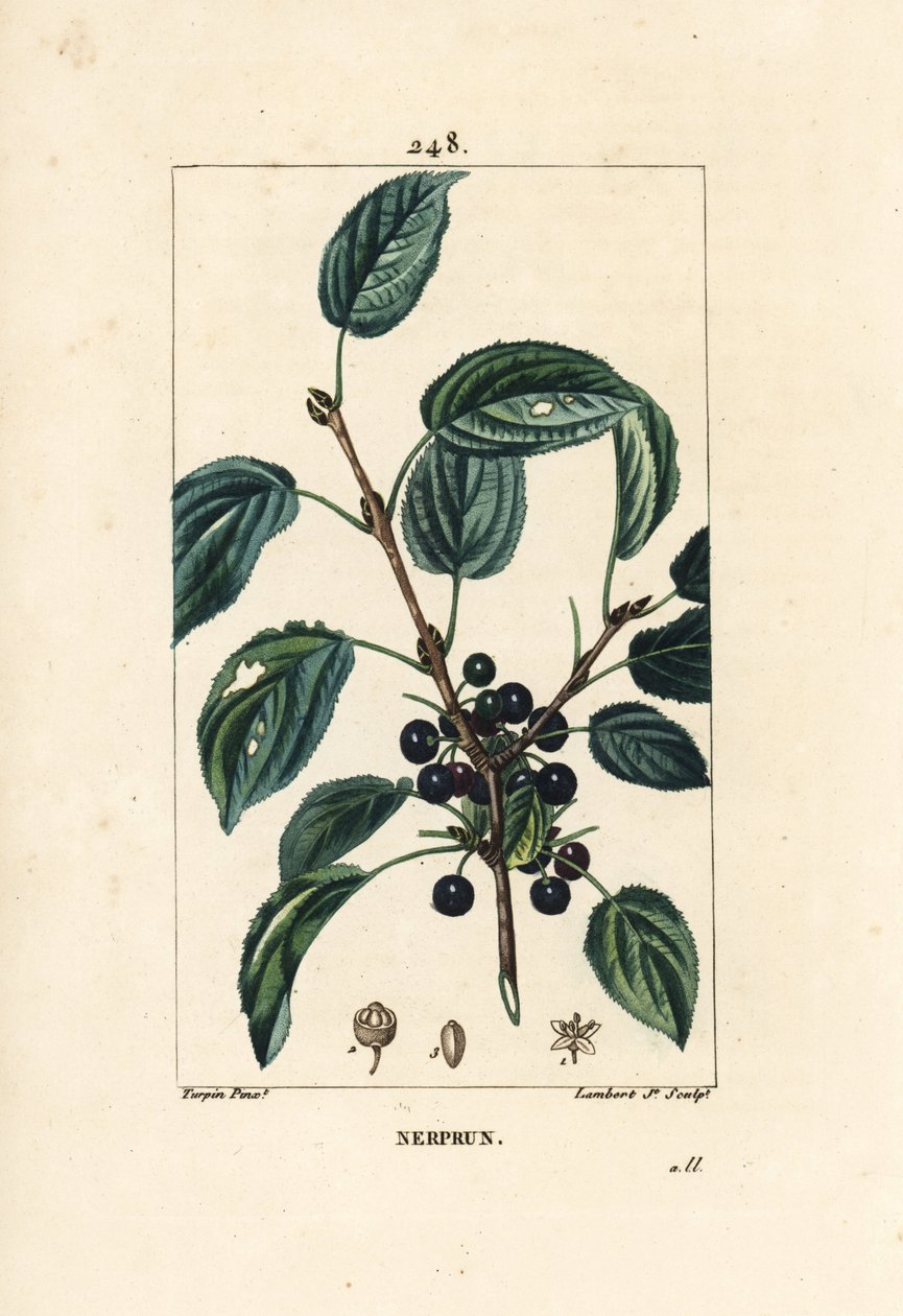 kruszyna przeczyszczająca, kruszyna przeczyszczająca lub kruszyna lekarska - kruszyna przeczyszczająca, Rhamnus cathartica. Ręcznie barwiony miedzioryt kropkowany autorstwa Lamberta Juniora na podstawie rysunku Pierre