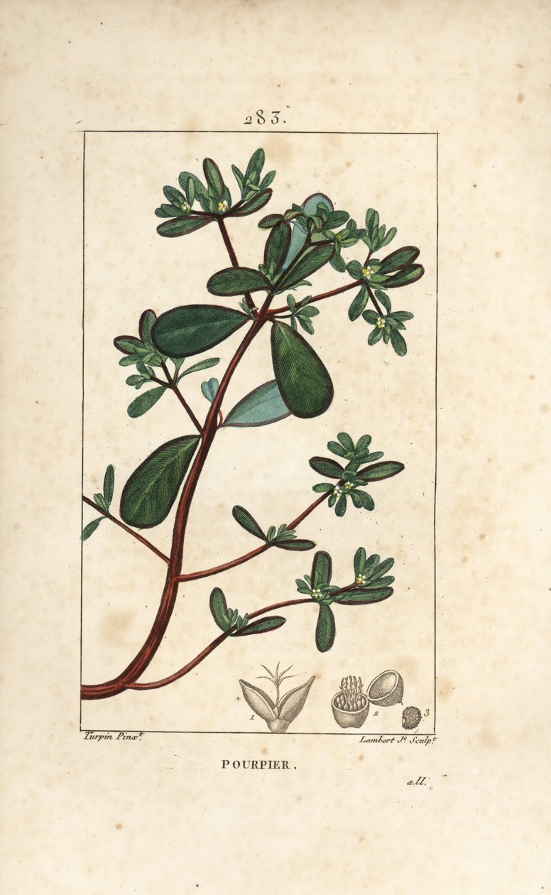Portulaka, Porcelane, Porculaca oleracea, o liściach, szypułkach i kwiatach. Ręcznie barwiony miedzioryt kropkowany autorstwa Lamberta Juniora na podstawie rysunku Pierre Jean-Francois Turpin z Chaumeton, Poiret and Chamberet „La Flore Medicale”, Paryż, Pa autorstwa Pierre Jean Francois Turpin
