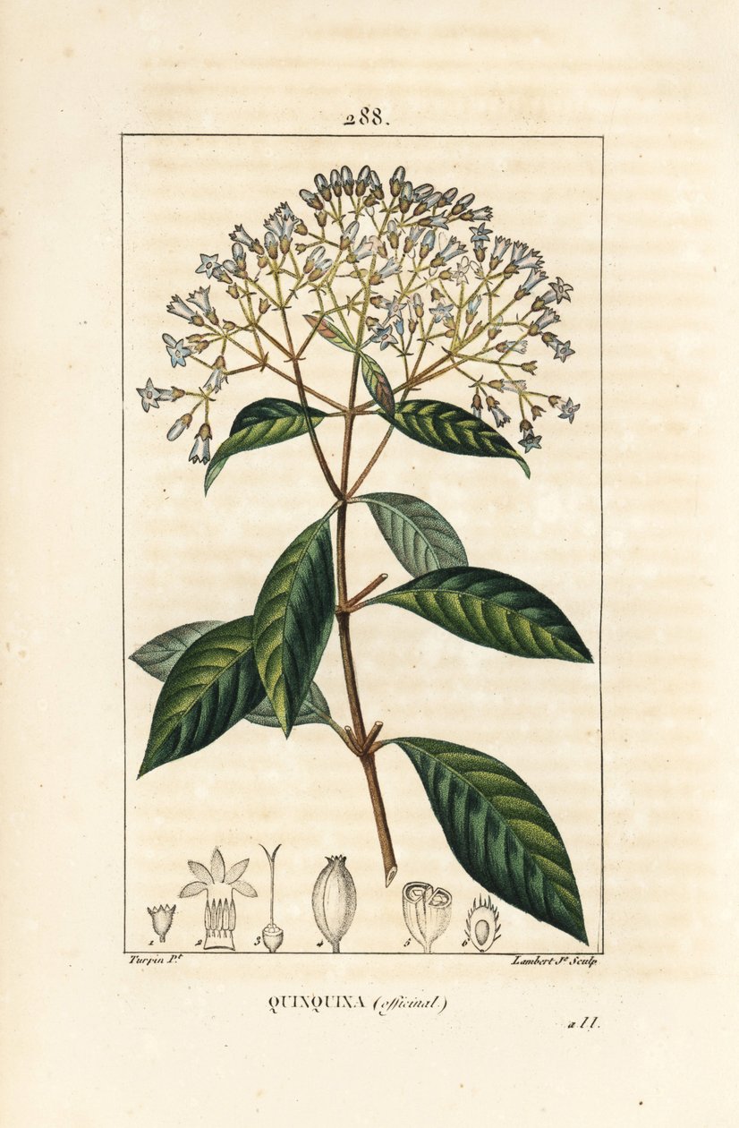 Quinquina - Chinina lub kora peruwiańska, Cinchona officinalis, z kwiatem, gałązką, liściem i nasionami. Ręcznie barwiony miedzioryt kropkowany autorstwa Lamberta Juniora na podstawie rysunku Pierre