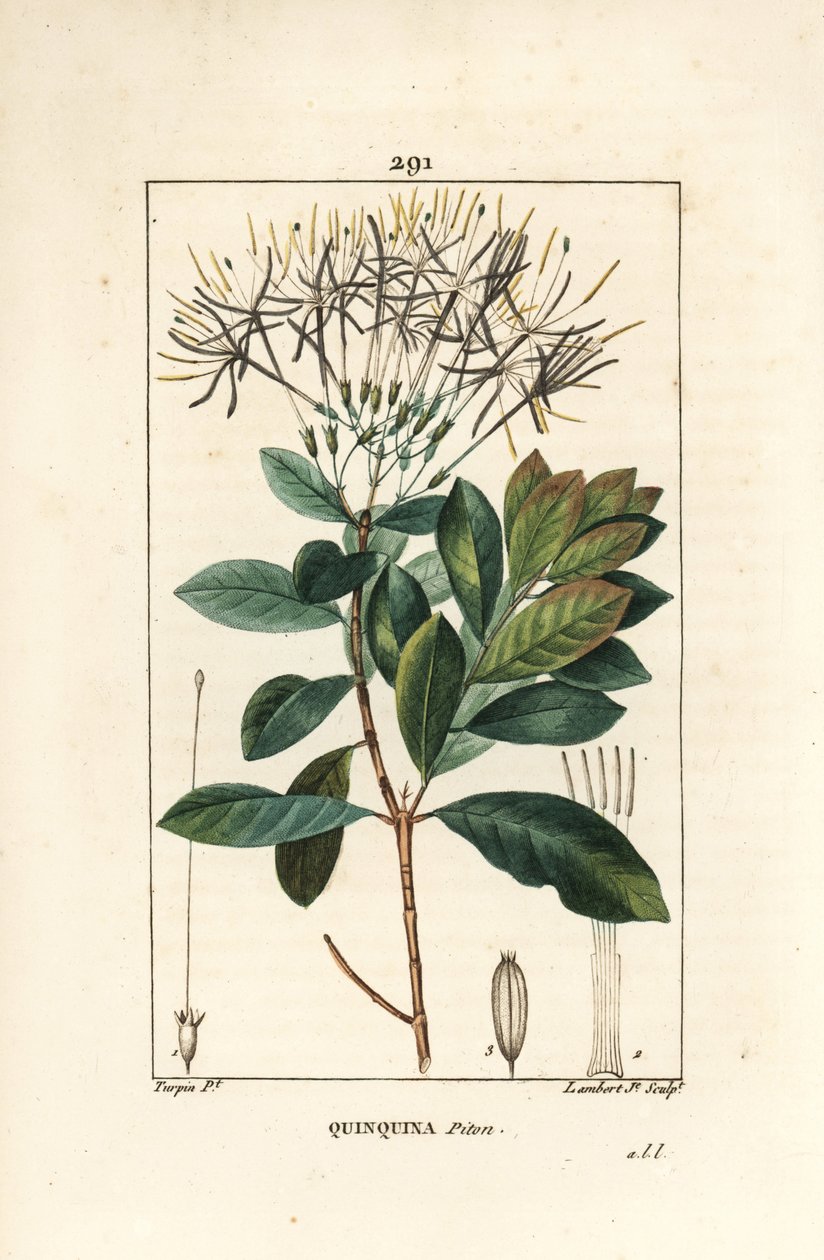 Quinquina piton - Exostema sanctae-luciae (syn. Cinchona floribunda), o kwiatach, liściach, szypułce i nasionach. Ręcznie barwiony miedzioryt kropkowany autorstwa Lamberta Juniora na podstawie rysunku Pierre