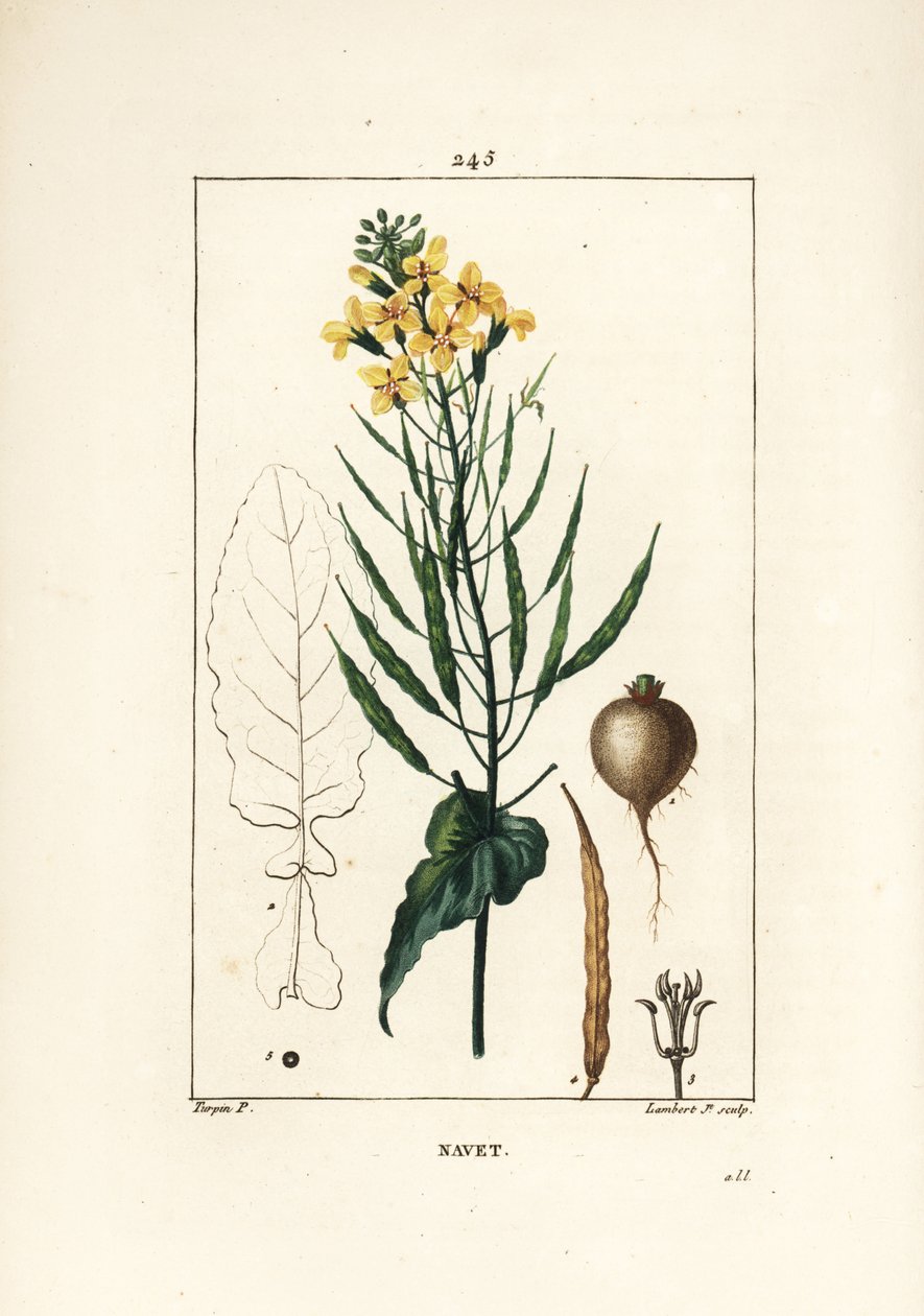Rzepak lub nasiona oleiste, Brassica napus, z liśćmi, kwiatami i korzeniami. Ręcznie barwiony miedzioryt kropkowany autorstwa Lamberta Juniora na podstawie rysunku Pierre Jean-Francois Turpin z Chaumeton, Poiret and Chamberet „La Flore Medicale”, Paryż, Pa autorstwa Pierre Jean Francois Turpin