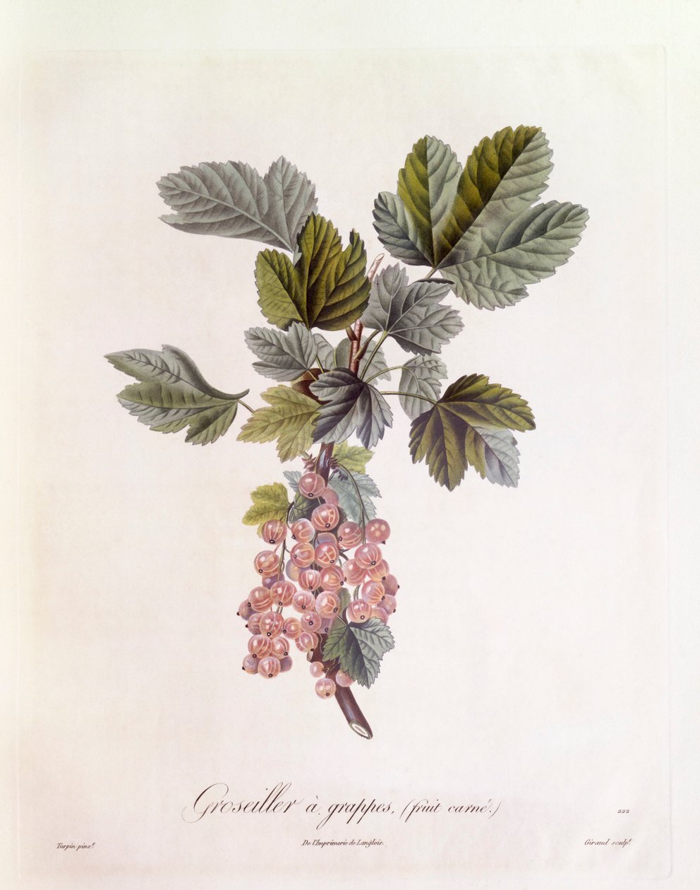 Czerwona porzeczka (Ribes rubrum), Henry Louis Duhamel du Monceau, płyta botaniczna – Pierre Jean Francois Turpin autorstwa Pierre Jean Francois Turpin