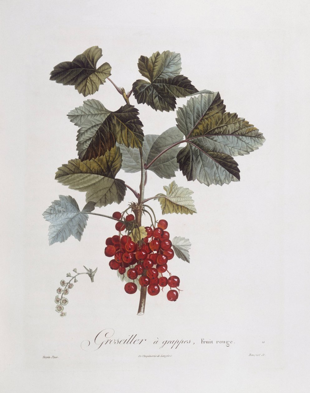 Czerwona porzeczka (Ribes rubrum), Henry Louis Duhamel du Monceau, płyta botaniczna Pierre Jean Francois Turpin autorstwa Pierre Jean Francois Turpin