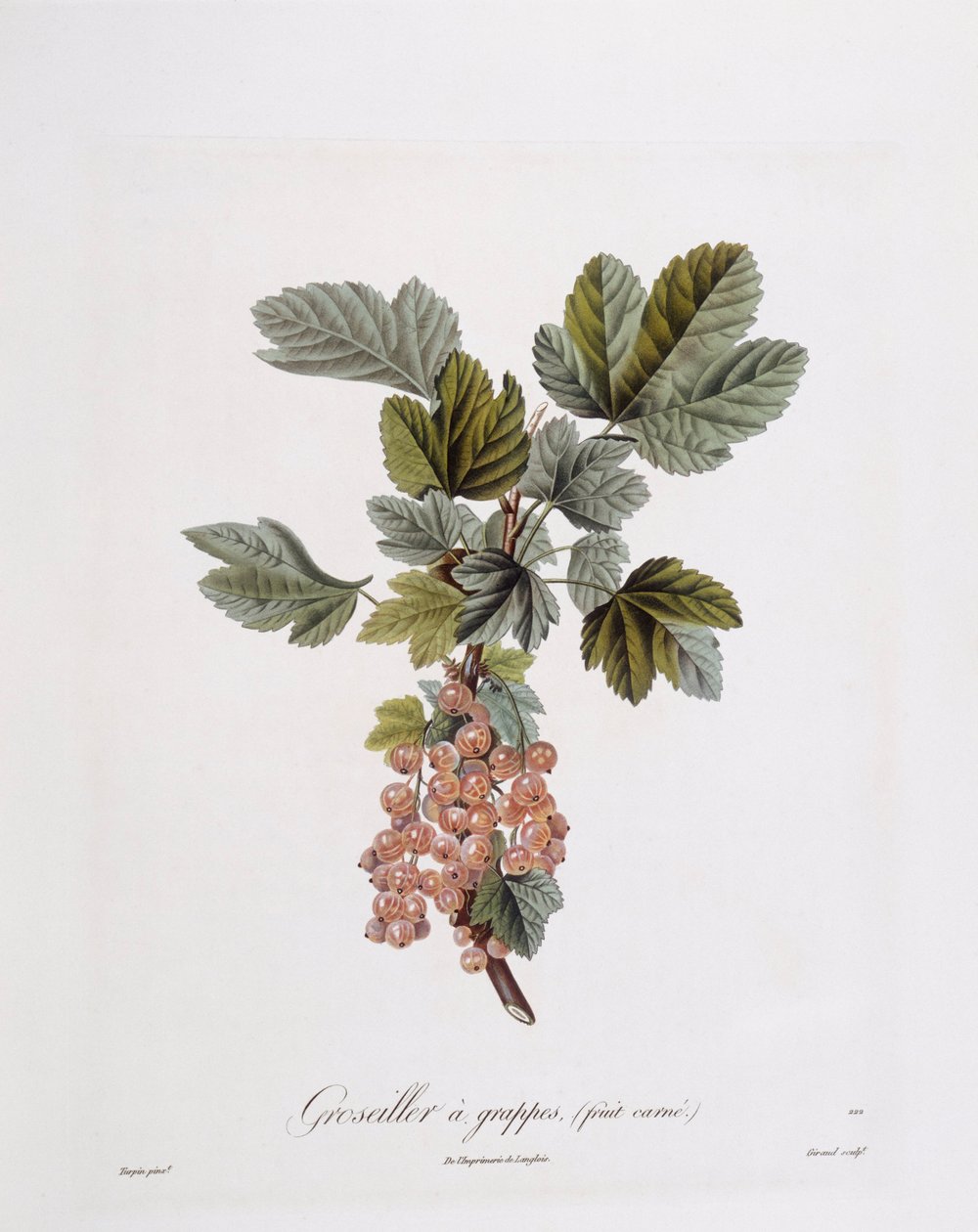 Czerwona porzeczka (Ribes rubrum), Henry Louis Duhamel du Monceau, płyta botaniczna Pierre Jean Francois Turpin autorstwa Pierre Jean Francois Turpin