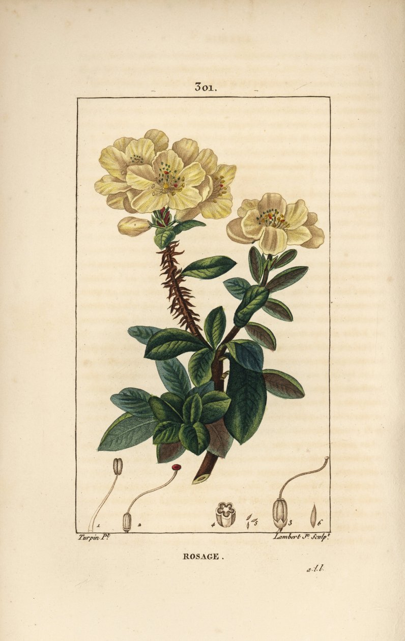 Rododendron geant - Rosebay, Hymenanthes maxima (Rhododendron maksimum), o kwiatach, ciernistej łodydze, liściu i nasionach. Ręcznie barwiony miedzioryt kropkowany autorstwa Lamberta Juniora na podstawie rysunku Pierre Jean-Francois Turpin z Chaumeton, Poi autorstwa Pierre Jean Francois Turpin