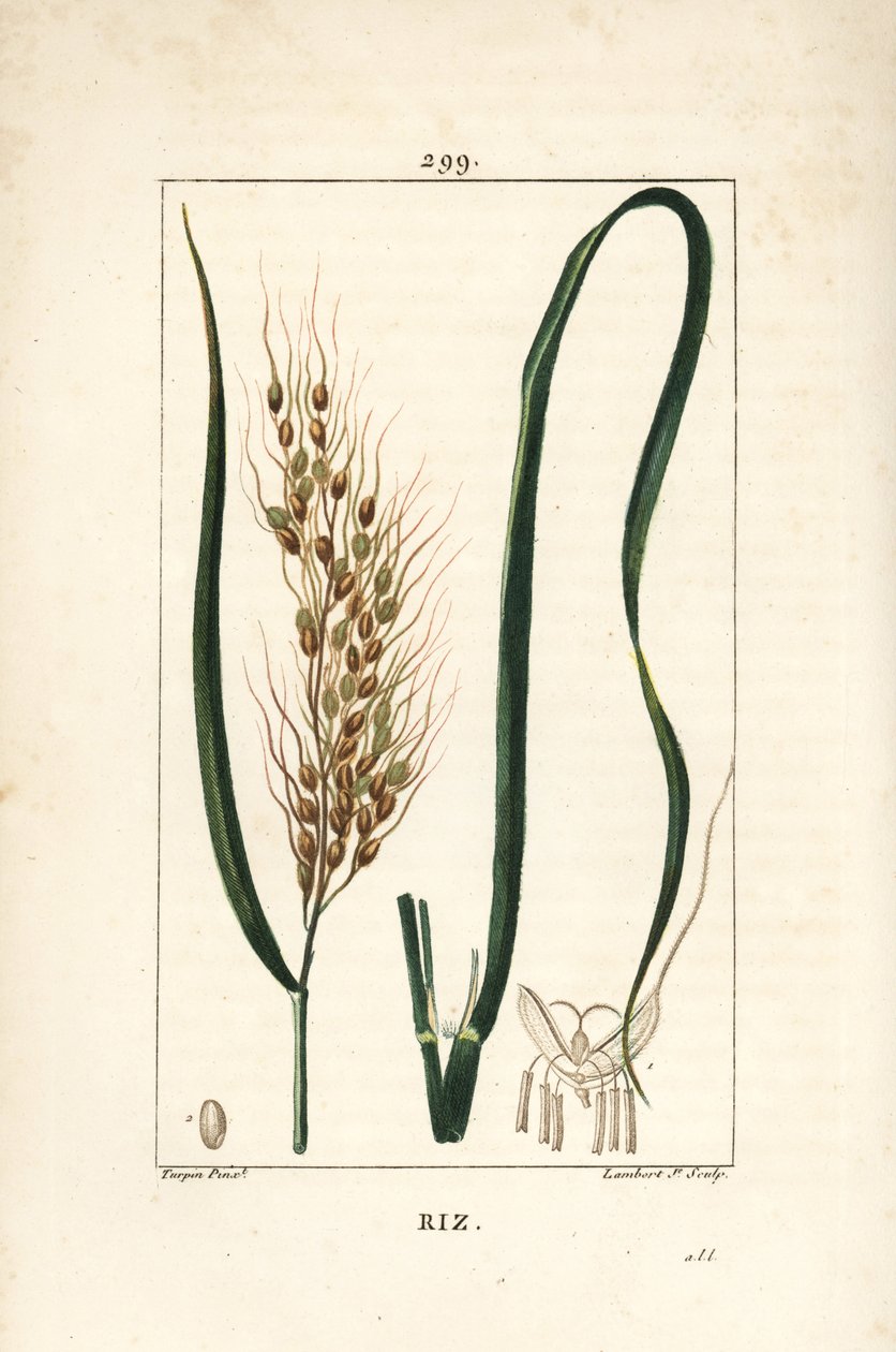 Ryż - Ryż, Oryza sativa, z liściem, nasionami i szypułką. Ręcznie barwiony miedzioryt kropkowany autorstwa Lamberta Juniora na podstawie rysunku Pierre Jean-Francois Turpin z Chaumeton, Poiret and Chamberet „La Flore Medicale”, Paryż, Panckoucke autorstwa Pierre Jean Francois Turpin