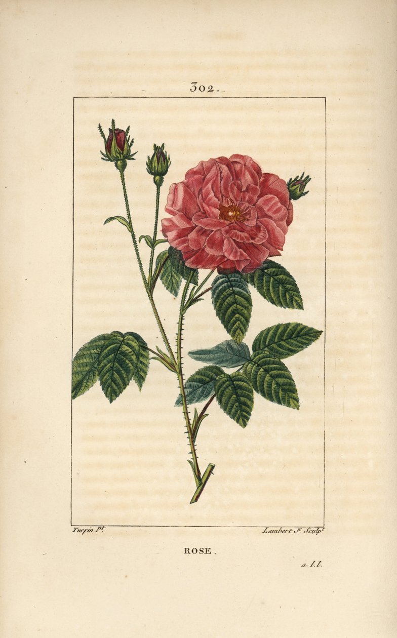 Rose de France lub Rose de Provins - Rose, Rosa gallica, z pąkiem, kwiatem, liściem i ciernistą łodygą. Ręcznie barwiony miedzioryt kropkowany autorstwa Lamberta Juniora z rysunku Pierre