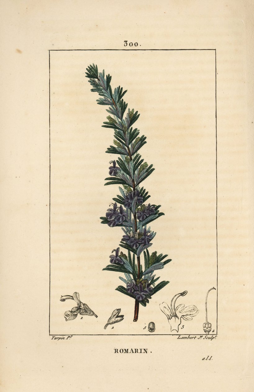 Rozmaryn - Rozmaryn, Rosmarinus officinalis, o kwiatach, liściach i szypułce. Ręcznie barwiony miedzioryt kropkowany autorstwa Lamberta Juniora na podstawie rysunku Pierre Jean-Francois Turpin z Chaumeton, Poiret and Chamberet „La Flore Medicale”, Paryż, P autorstwa Pierre Jean Francois Turpin