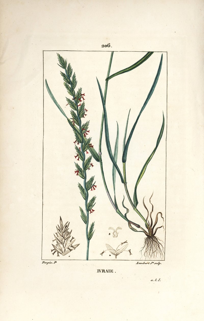 Żytnia, Gramen loliaceum. Ręcznie barwiony miedzioryt kropkowany autorstwa Lamberta Juniora na podstawie rysunku Pierre Jean-Francois Turpin z Chaumeton, Poiret and Chamberet „La Flore Medicale”, Paryż, Panckoucke autorstwa Pierre Jean Francois Turpin