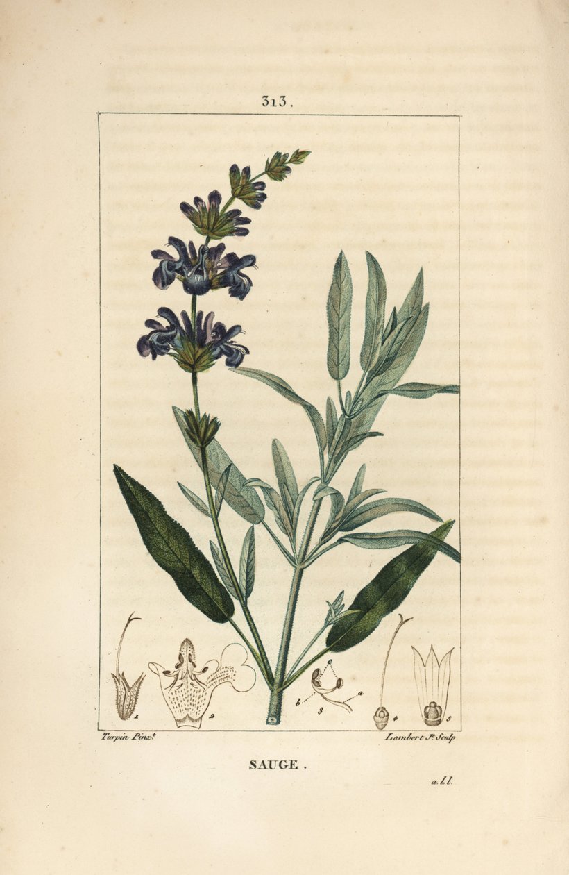 Szałwia lekarska - Szałwia lekarska, Salvia officinalis, o kwiatach, liściach, szypułce i nasionach. Ręcznie barwiony miedzioryt kropkowany autorstwa Lamberta Juniora na podstawie rysunku Pierre