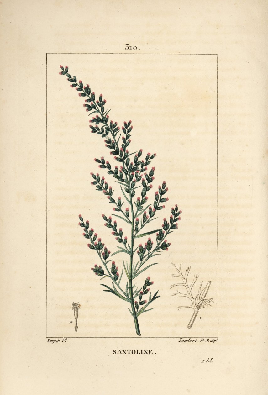 Odmiana Sagebrush - Wormseed lub Tatarian Southernwood, Artemisia santonicum. Ręcznie barwiony miedzioryt kropkowany autorstwa Lamberta Juniora na podstawie rysunku Pierre Jean-Francois Turpin z Chaumeton, Poiret i Chamberet „La Flore Medicale”, Paryż, Pa autorstwa Pierre Jean Francois Turpin
