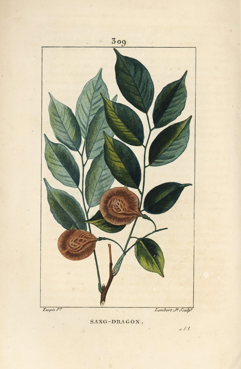 Sang dragon (sandragon), magle medaille, paletuvier lub magle rivière - smocza krew lub drzewo paduak, Pterocarpus officinalis (Pterocarpus draco), z liśćmi, owocami i nasionami. Wrażliwy. Ręcznie barwiony miedzioryt kropkowany Lambert Junior z dr autorstwa Pierre Jean Francois Turpin