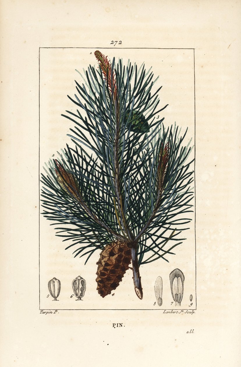 Sosna zwyczajna - Dzika sosna lub sosna zwyczajna, Pinus sylvestris, z gałęzią, igłą i szyszką. Ręcznie barwiony miedzioryt punktowany autorstwa Lamberta Juniora na podstawie rysunku Pierre Jean-Francois Turpin z Chaumeton, Poiret i Chamberet „La Flore M autorstwa Pierre Jean Francois Turpin