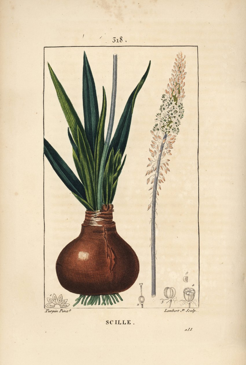 Cebula morska, Drimia maritima, z cebulką, liściem, łodygą i kwiatem. Ręcznie barwiony miedzioryt kropkowany autorstwa Lamberta Juniora na podstawie rysunku Pierre Jean-Francois Turpin z Chaumeton, Poiret and Chamberet „La Flore Medicale”, Paryż, Panckouck autorstwa Pierre Jean Francois Turpin