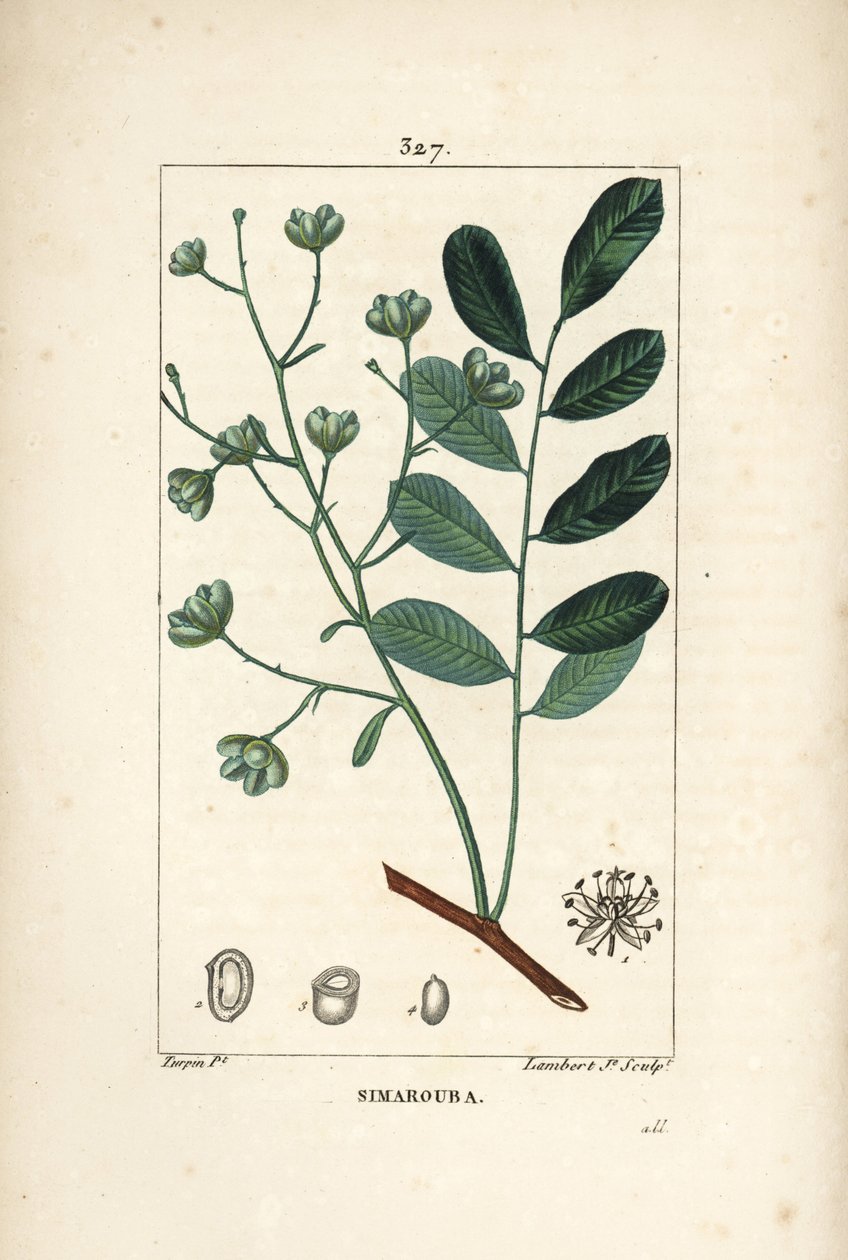 Simarouba bitere - Marupa lub biterwood, Simarouba amara (Quassia simaruba) z kwiatem, liściem, gałązką i nasionami. Ręcznie barwiony miedzioryt kropkowany autorstwa Lamberta Juniora na podstawie rysunku Pierre Jean-Francois Turpin z Chaumeton, Poiret i Ch autorstwa Pierre Jean Francois Turpin