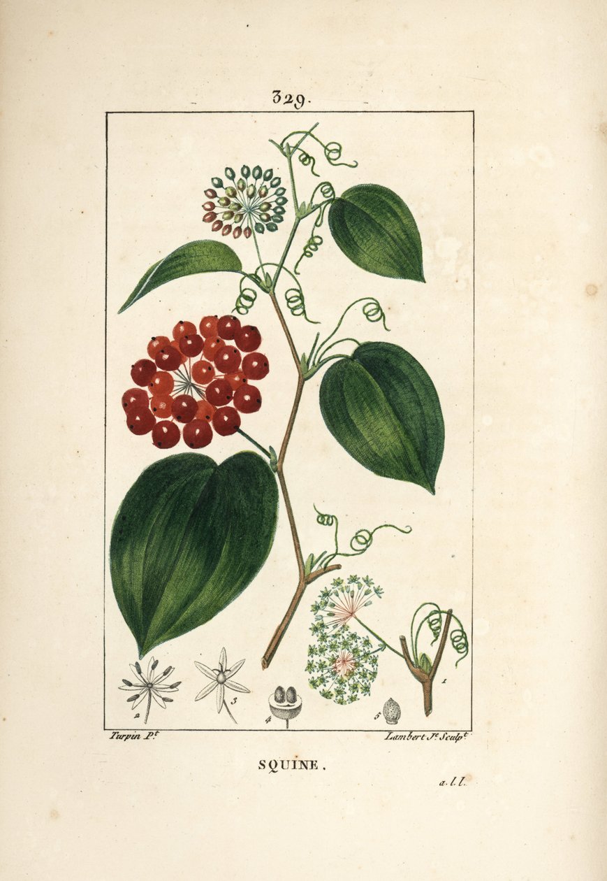 Odmiana Smilax - Chiński smilax, Smilax china, z kwiatami, wąsami, liśćmi i owocami. Ręcznie barwiony miedzioryt kropkowany autorstwa Lamberta Juniora na podstawie rysunku Pierre