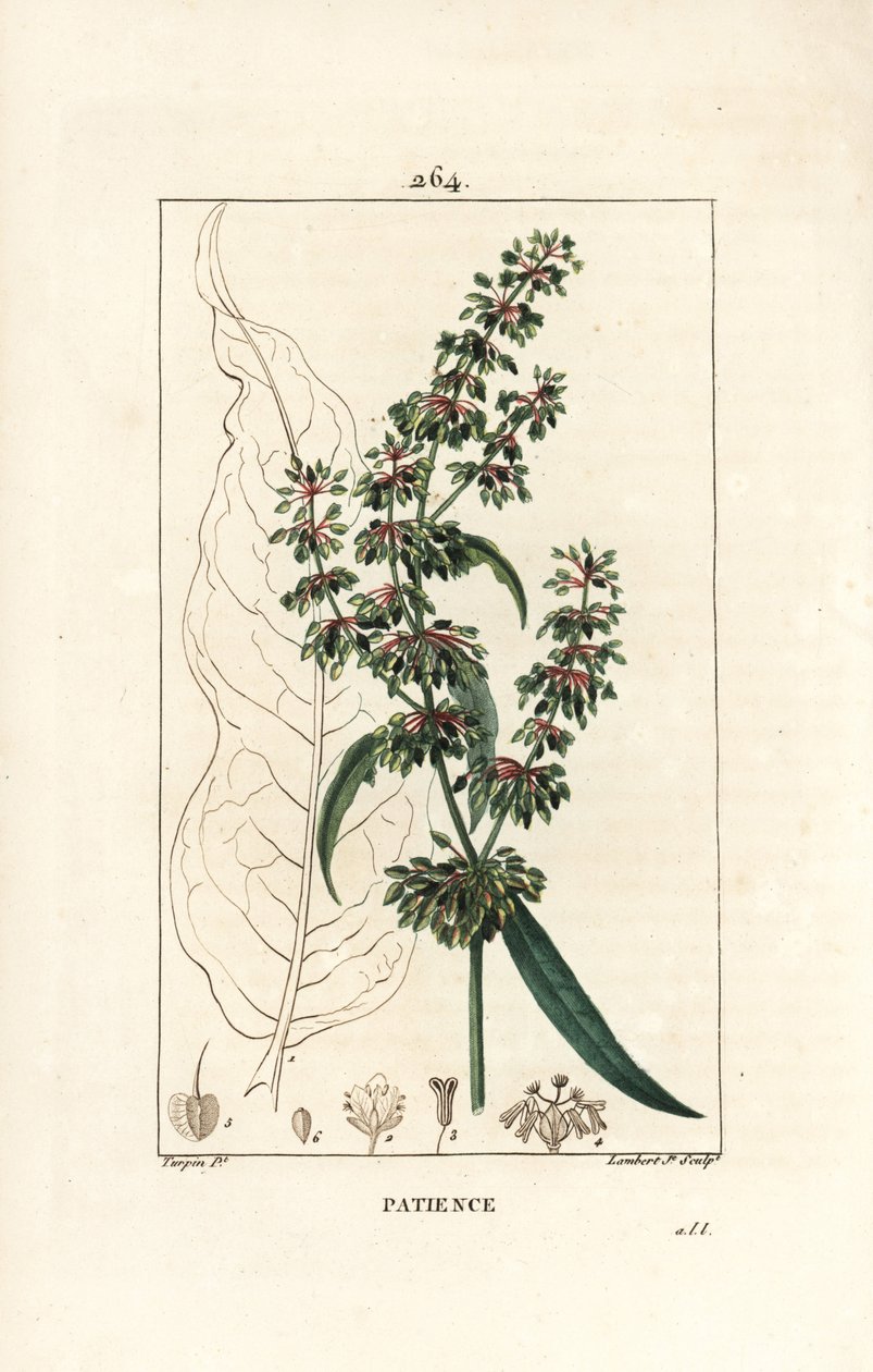 Spinard sorrel ou patient des moines - Dok cierpliwości, Rumex patientia, z obrysem kwiatów, łodyg, liści, nasion i liści. Ręcznie barwiony miedzioryt kropkowany autorstwa Lamberta Juniora na podstawie rysunku Pierre Jean-Francois Turpin z Chaumeton, Poire autorstwa Pierre Jean Francois Turpin