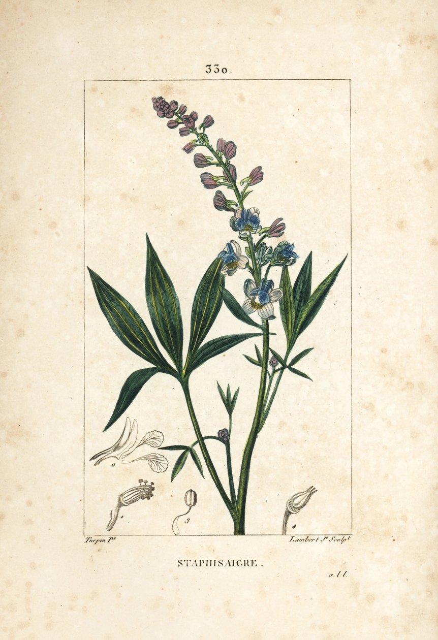 Staphisagria - kędzierzawka lub stavesacre, Delphinium staphisagria, z kwiatem, liściem, łodygą i nasionami. Ręcznie barwiony miedzioryt punktowany autorstwa Lamberta Juniora na podstawie rysunku Pierre