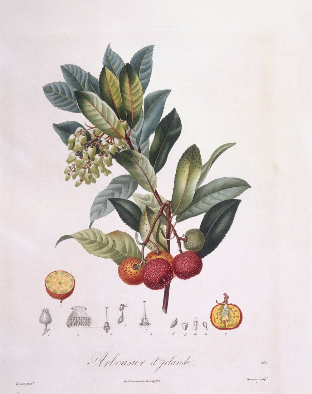 Drzewo truskawkowe (Arbutus unedo), Henry Louis Duhamel du Monceau, płyta botaniczna – Pierre Jean Francois Turpin autorstwa Pierre Jean Francois Turpin
