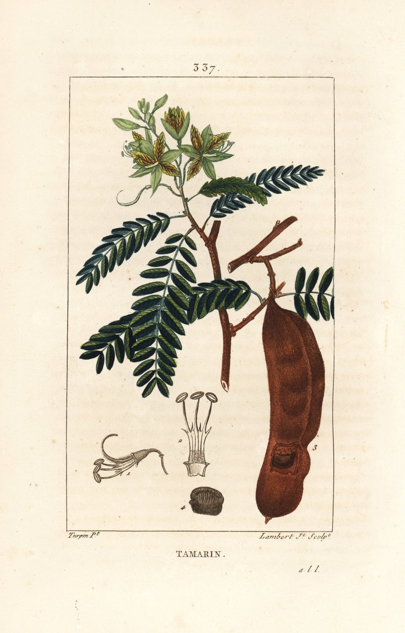 Tamaryndowiec - Tamaryndowiec, Tamarindus indica, szypułkowy kwiat, liść i strąk nasienny. Ręcznie barwiony miedzioryt kropkowany autorstwa Lamberta Juniora na podstawie rysunku Pierre