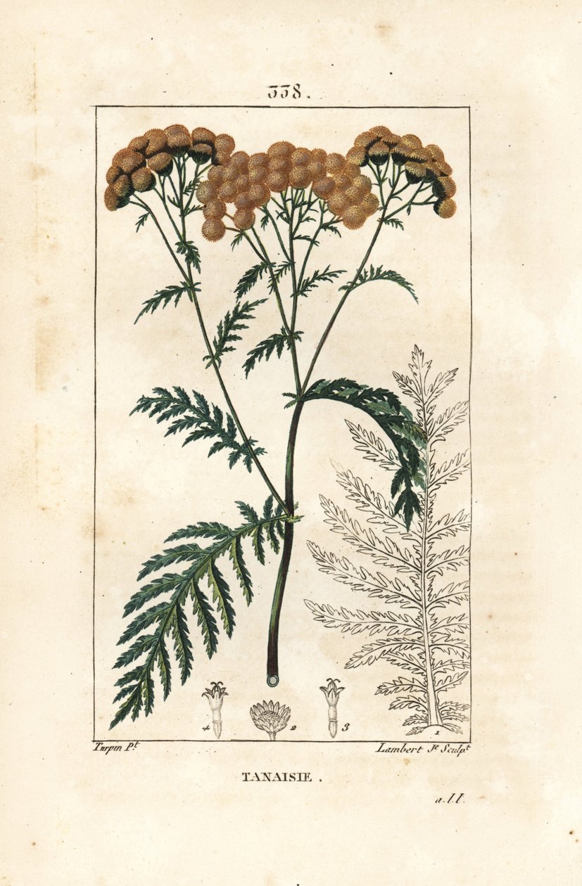 Wrotycz Tansy, Tanacetum vulgare. Ręcznie barwiony miedzioryt kropkowany autorstwa Lamberta Juniora na podstawie rysunku Pierre Jean-Francois Turpin z Chaumeton, Poiret and Chamberet „La Flore Medicale”, Paryż, Panckoucke autorstwa Pierre Jean Francois Turpin