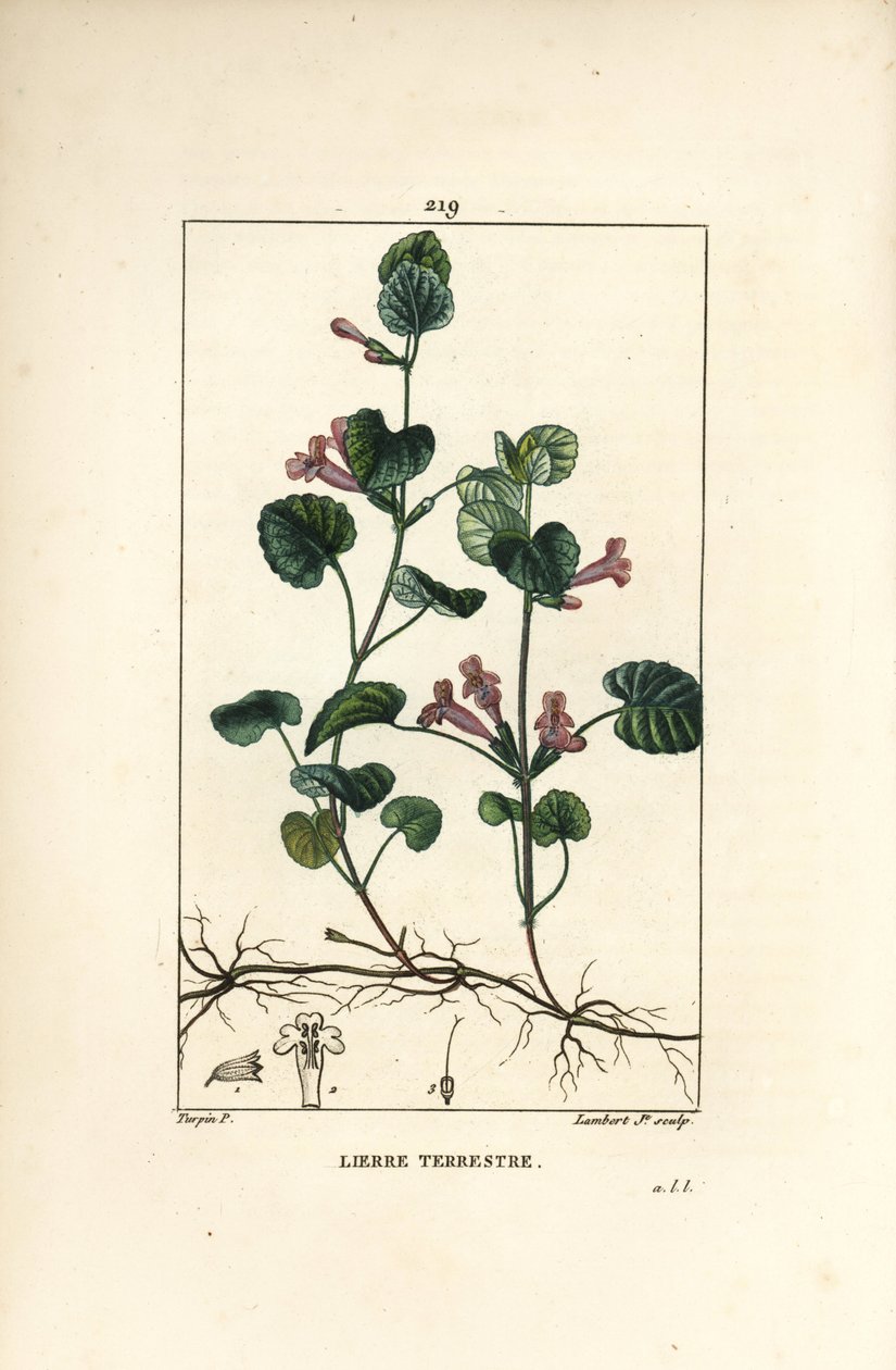 Bluszcz naziemny - Bluszcz naziemny, Hedera terrestris. Ręcznie barwiony miedzioryt kropkowany autorstwa Lamberta Juniora na podstawie rysunku Pierre Jean-Francois Turpin z Chaumeton, Poiret and Chamberet „La Flore Medicale”, Paryż, Panckoucke autorstwa Pierre Jean Francois Turpin