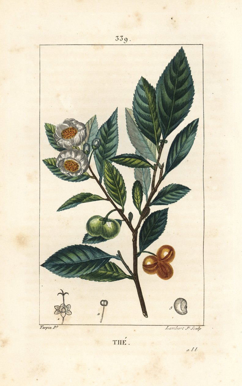 Theier - Herbata, Camellia sinensis, ukazująca liść, owoc i kwiat. Ręcznie barwiony miedzioryt kropkowany autorstwa Lamberta Juniora na podstawie rysunku Pierre Jean-Francois Turpin z Chaumeton, Poiret and Chamberet „La Flore Medicale”, Paryż, Panckoucke autorstwa Pierre Jean Francois Turpin
