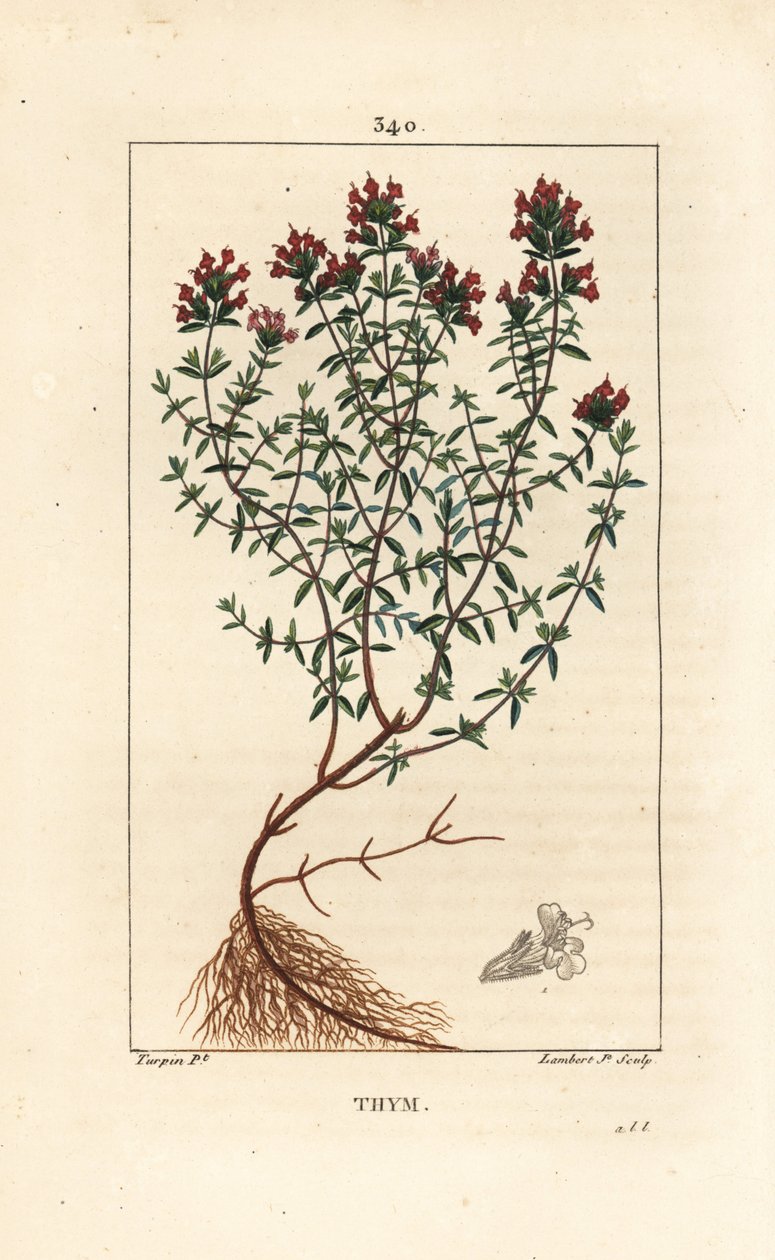 Tymianek, Thymus vulgaris, pokazujący, kwiat, liść, łodyga i korzeń. Ręcznie barwiony miedzioryt kropkowany autorstwa Lamberta Juniora na podstawie rysunku Pierre Jean-Francois Turpin z Chaumeton, Poiret and Chamberet „La Flore Medicale”, Paryż, Panckoucke autorstwa Pierre Jean Francois Turpin