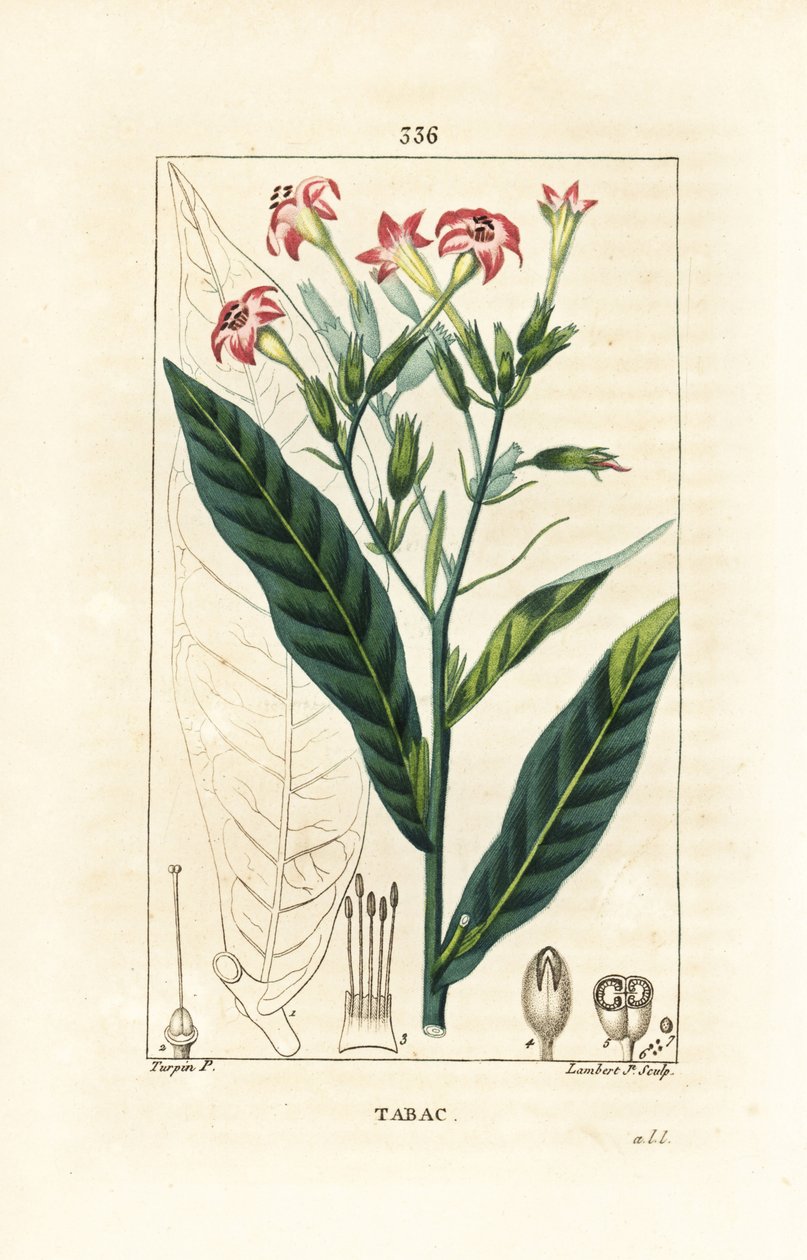 Tytoń - Tytoń, Nicotiana tabacum. Ręcznie barwiony miedzioryt kropkowany autorstwa Lamberta Juniora na podstawie rysunku Pierre Jean-Francois Turpin z Chaumeton, Poiret and Chamberet „La Flore Medicale”, Paryż, Panckoucke autorstwa Pierre Jean Francois Turpin