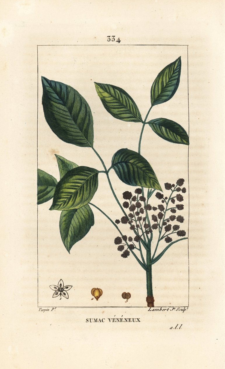 Toksyczna Liana - Trujący dąb, Toxicodendron pubescens. Ręcznie barwiony miedzioryt kropkowany autorstwa Lamberta Juniora na podstawie rysunku Pierre Jean-Francois Turpin z Chaumeton, Poiret and Chamberet „La Flore Medicale”, Paryż, Panckoucke autorstwa Pierre Jean Francois Turpin