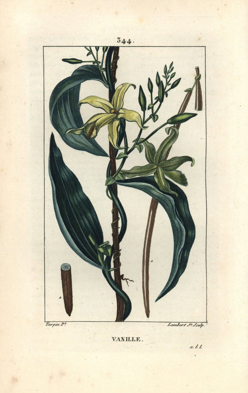 Wanilia - orchidea waniliowa, wanilia Epidendron, z kwiatem, liściem, strąkiem nasiennym. Ręcznie barwiony miedzioryt kropkowany autorstwa Lamberta Juniora na podstawie rysunku Pierre Jean-Francois Turpin z Chaumeton, Poiret and Chamberet „La Flore Medical autorstwa Pierre Jean Francois Turpin