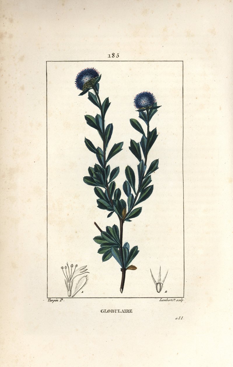 Odmiana kulistych - Globularia z trzema zębami, Globularia fruticosa. Ręcznie barwiony miedzioryt kropkowany autorstwa Lamberta Juniora na podstawie rysunku Pierre