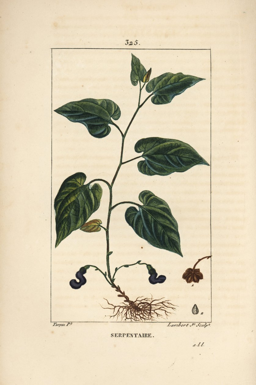 Virginia Snakeroot - Korzeń węża wirginijskiego, Aristolochia serpentaria, z kwiatem, liściem, łodygą, nasionami i korzeniem. Ręcznie barwiony miedzioryt kropkowany autorstwa Lamberta Juniora na podstawie rysunku Pierre