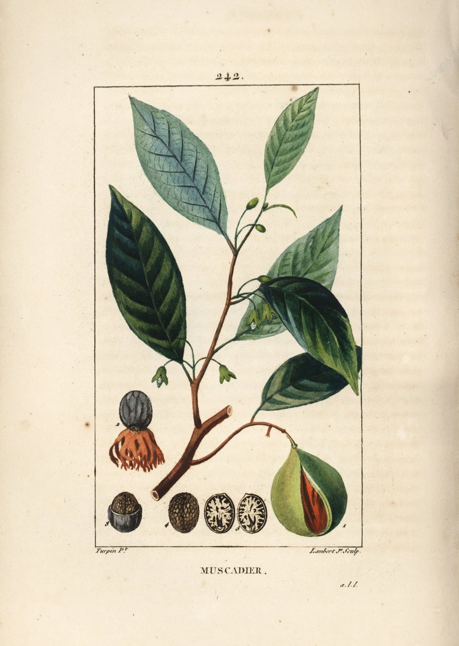 Orzechy wymiotne - gałka muszkatołowa i muszkatołka, Myristica moschata, liść, nasiona i owoce. Ręcznie barwiony miedzioryt kropkowany autorstwa Lamberta Juniora na podstawie rysunku Pierre Jean-Francois Turpin z Chaumeton, Poiret and Chamberet „La Flore M autorstwa Pierre Jean Francois Turpin