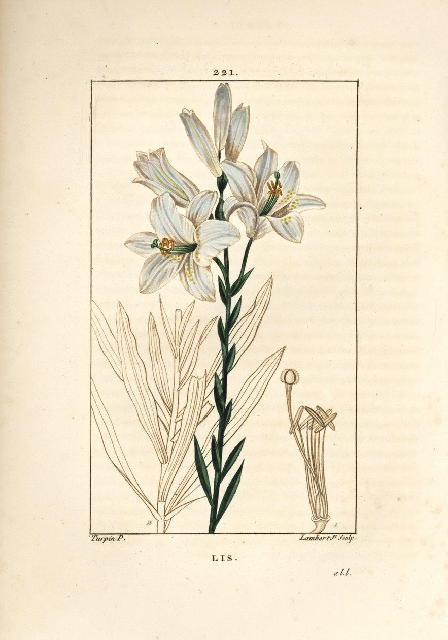Biała lilia lub lilia madonna - Biała lilia, Lilium candidum. Ręcznie barwiony miedzioryt kropkowany autorstwa Lamberta Juniora na podstawie rysunku Pierre Jean-Francois Turpin z Chaumeton, Poiret and Chamberet „La Flore Medicale”, Paryż, Panckoucke autorstwa Pierre Jean Francois Turpin