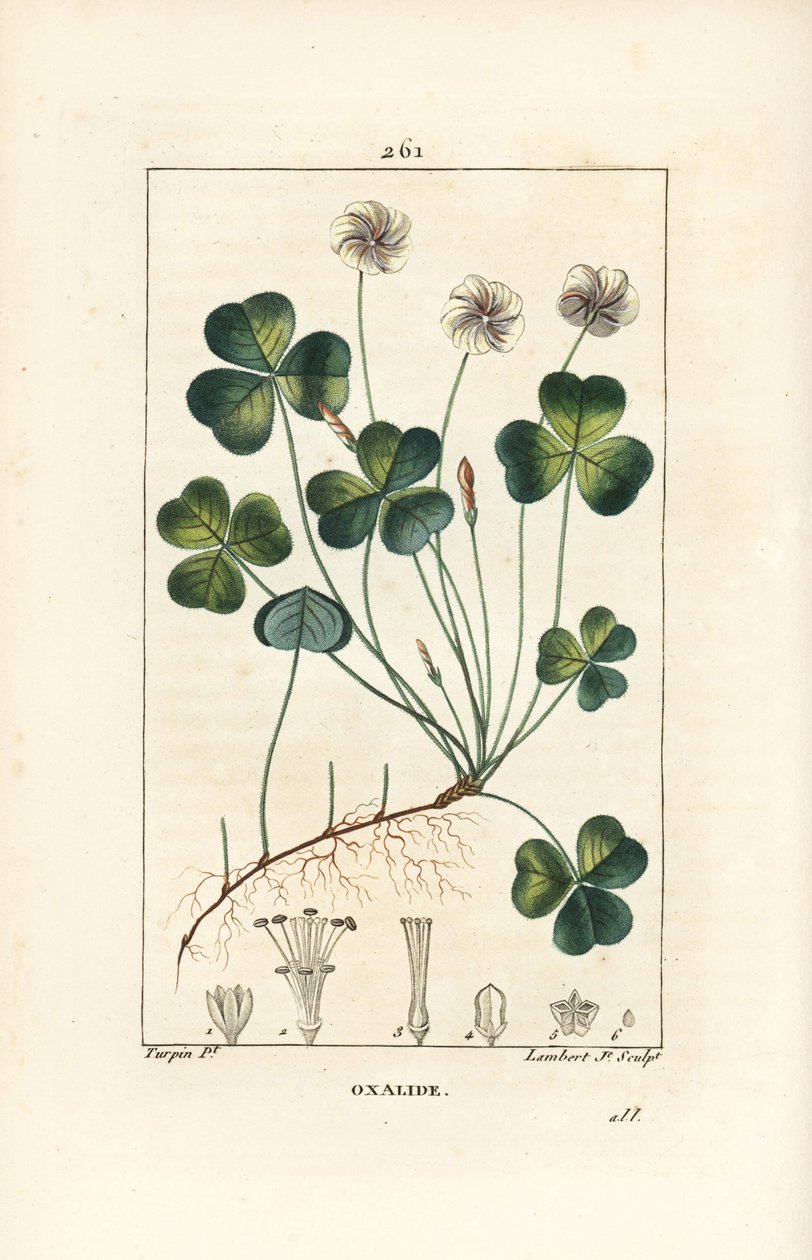 Szczaw zajęczy, Oxalide (oxalis) des bois - Szczaw zajęczy, Oxalis acetosella, z kwiatem, liściem, łodygą, nasionem i korzeniem. Ręcznie barwiony miedzioryt punktowany autorstwa Lamberta Juniora z rysunku Pierre Jean-Francois Turpin z Chaumeton, Poiret i C autorstwa Pierre Jean Francois Turpin