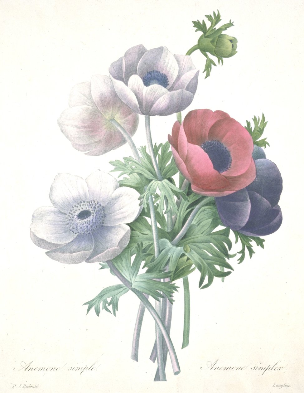 Zawilec zwyczajny, grawerowany przez François Langlois, z Wybór najpiękniejszych kwiatów i najpiękniejszych owoców autorstwa Pierre Joseph (after) Redoute