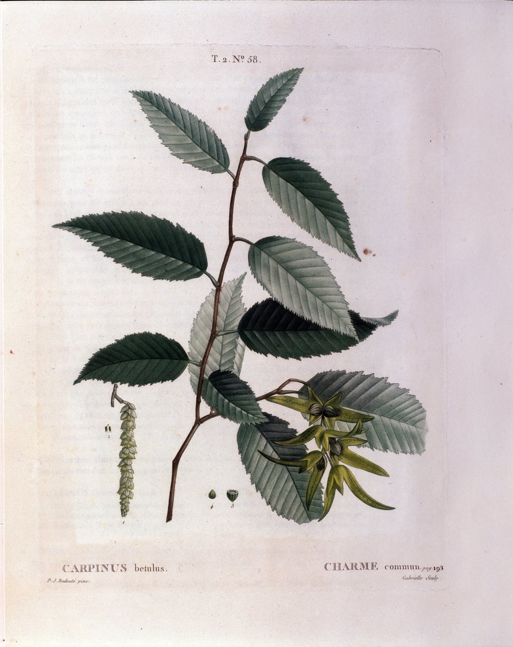 Botaniczny: gałąź uroku. Talerz zaczerpnięty z „”Nouveau Duhamel du Monceau or Treats Treats Drzewa i Krzaki Uprawiane we Francji”” Akwarela Pierre Joseph Redoute (1759-1840) 1819 autorstwa Pierre Joseph (after) Redoute