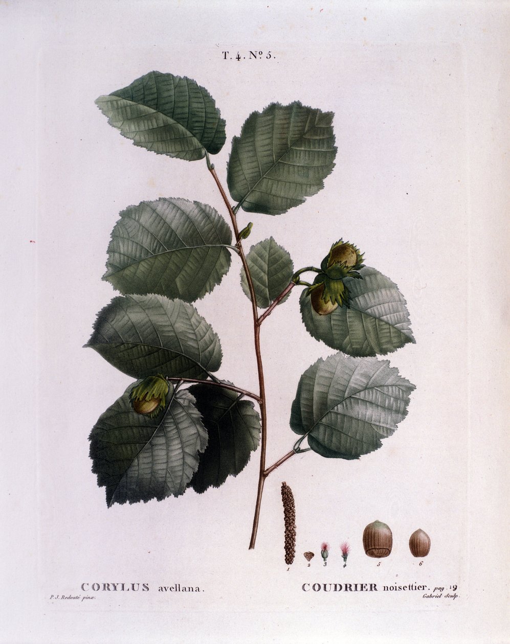 Botaniczny: gałąź orzecha laskowego. Talerz zaczerpnięty z „”Nouveau Duhamel du Monceau or Treats Treats Drzewa i Krzaki Uprawiane we Francji”” Akwarela Pierre Joseph Redoute (1759-1840) 1819 autorstwa Pierre Joseph (after) Redoute