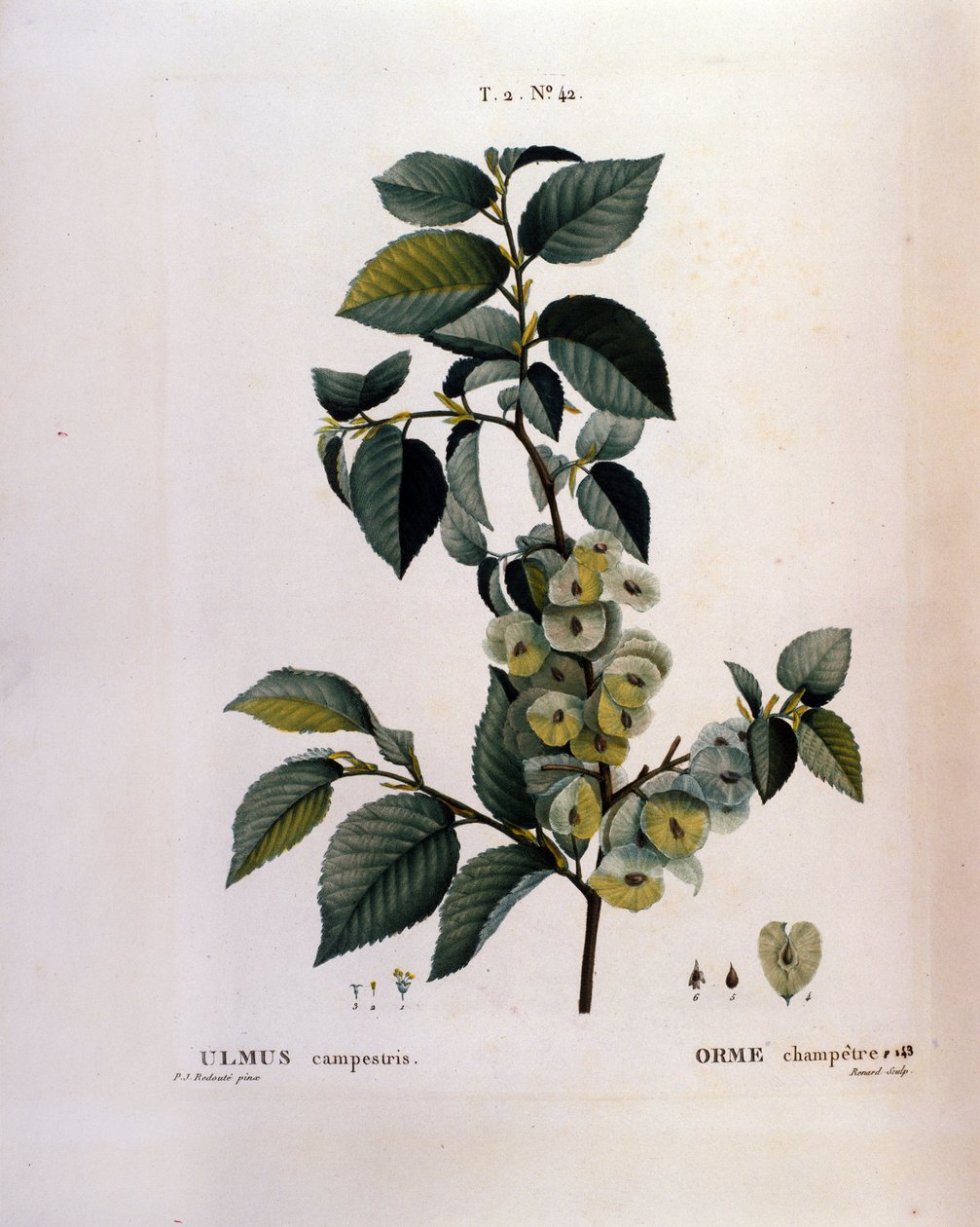 Botanika: gałąź wiązu. Talerz zaczerpnięty z „”Nouveau Duhamel du Monceau or Treats Treats Drzewa i Krzaki Uprawiane we Francji”” Akwarela Pierre Joseph Redoute (1759-1840) 1819 autorstwa Pierre Joseph (after) Redoute