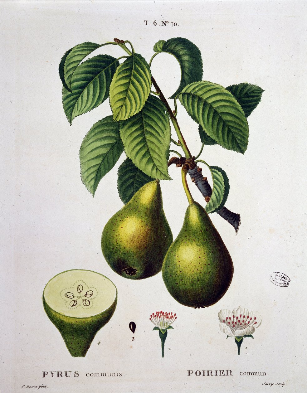 Poirier - w „”New Duhamel du Monceau czyli traktacie o drzewach i krzewach uprawianych we Francji””, figury według rysunków P.J. Redoute i P. Bessa, Paryż autorstwa Pierre Joseph (after) Redoute