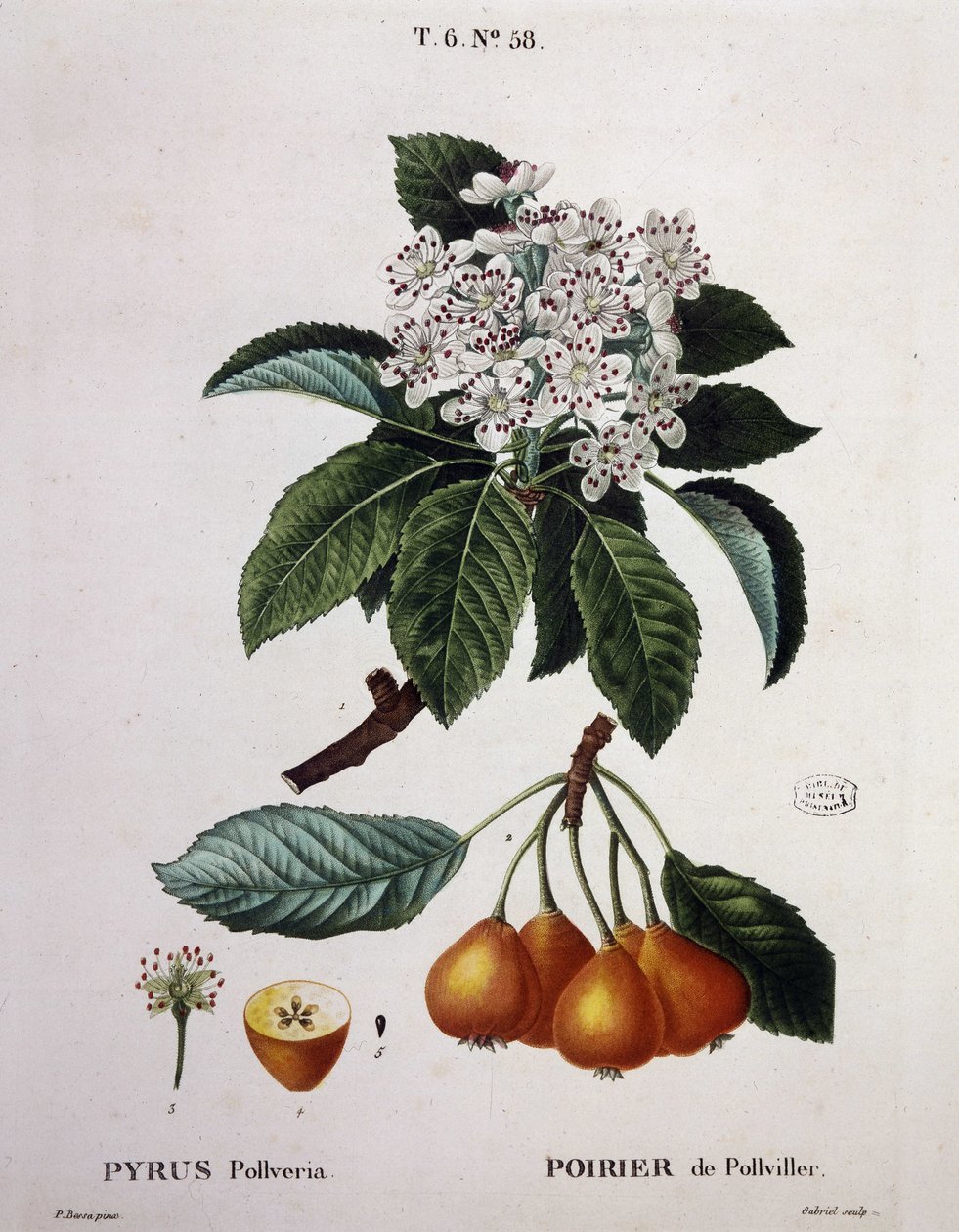 Poirier de Pollviller - w „”New Duhamel du Monceau lub traktacie o drzewach i krzewach uprawianych we Francji””, figury według rysunków P.J. Redoute i P. Bessa, Paryż autorstwa Pierre Joseph (after) Redoute