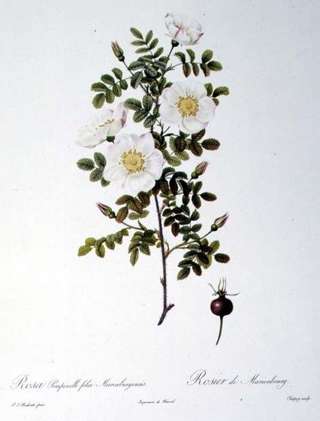 Rosa Pimpinellifolia Mariaeburgensis, grawerowane przez Chapuy, z „Les Roses”, Remond, wyd. 1818 (kolorowy grawerunek) autorstwa Pierre Joseph (after) Redoute