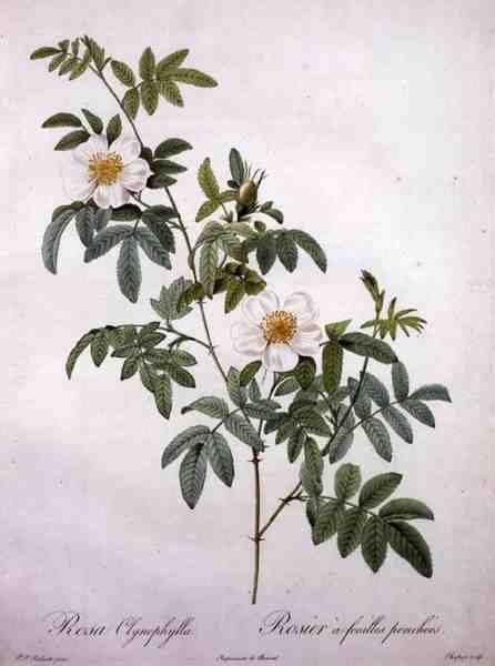 Rosa clynophylla, grawerowane przez Chapuy, z „Les Roses” autorstwa Pierre Joseph (after) Redoute