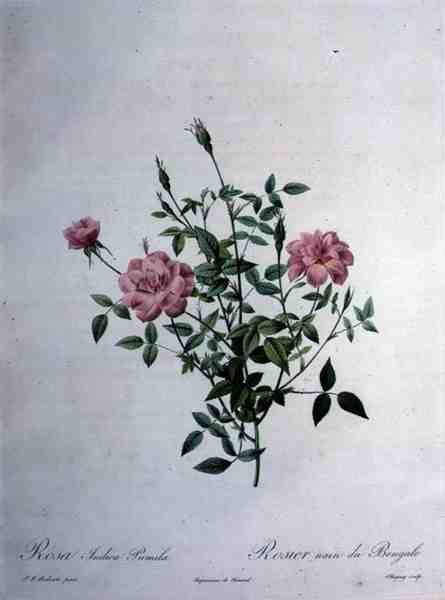 Rosa indica pumila (róża karłowata bengalska), grawerowane przez Chapuy, z „Les Roses” autorstwa Pierre Joseph (after) Redoute