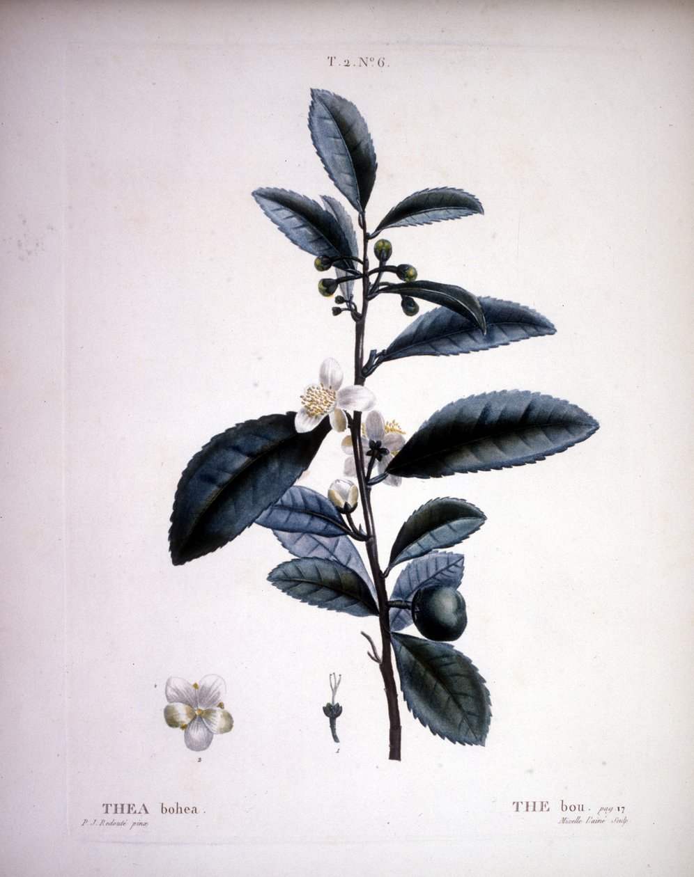 Thea Bohea - The Bou przez Redoute. - w „”New Duhamel du Monceau czyli traktacie o drzewach i krzewach uprawianych we Francji”, ryciny wg rysunków P.J. Redoute i P. Bessa, Paryż autorstwa Pierre Joseph (after) Redoute