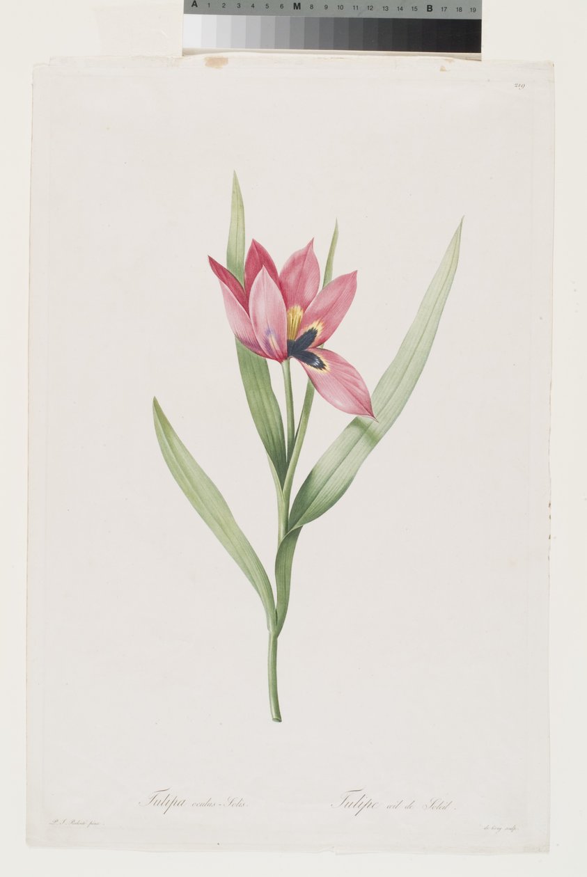 Tulip Oeil De Soleil autorstwa Pierre Joseph (after) Redoute