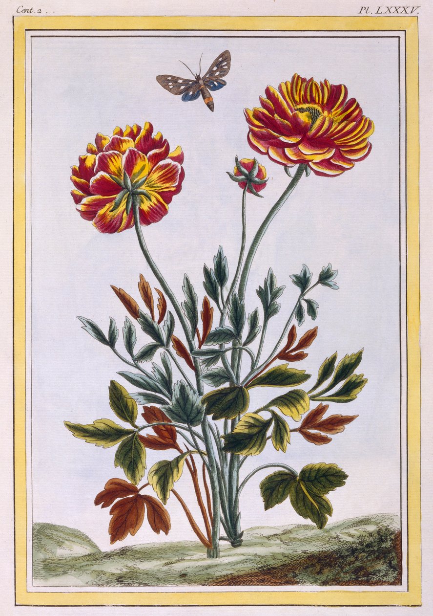 Odmiana podwójnego maku żółtego, pub. 1776. autorstwa Pierre Joseph Buchoz